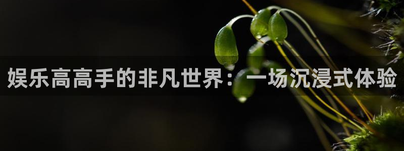 万向娱乐：娱乐高高手的非凡世界：一场沉浸式体验